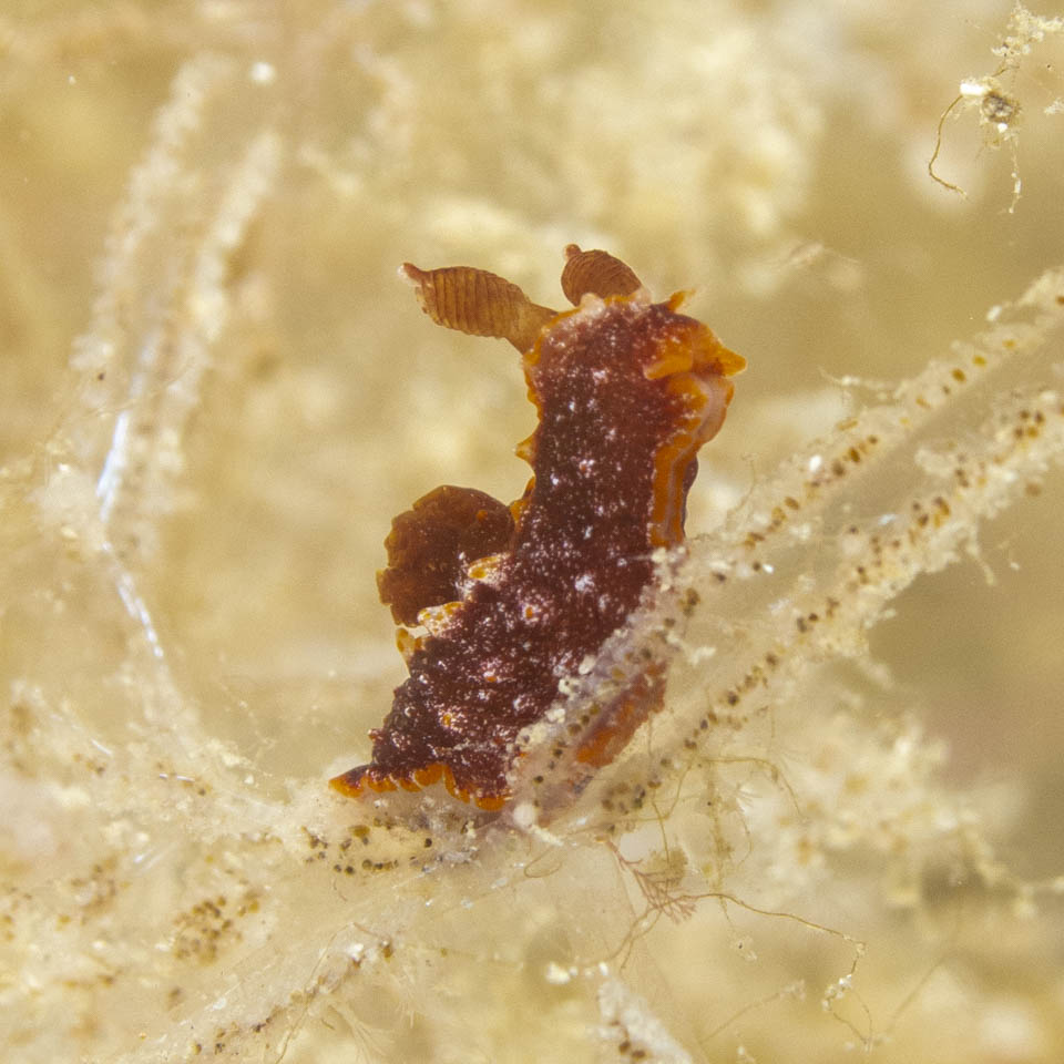 Nudibranchia sp. 1